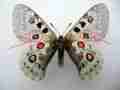 Parnassius tianschanicus superbus male (aberration tajikistan) (Internet Image property of respective owner, non-commercial use only)